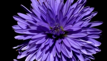 📱花弁の多い紫の花 iPhone 7 壁紙・待ち受け