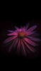 📱花弁の多いピンクの花 iPhone 6s 壁紙・待ち受け