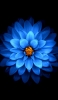📱花弁の多い綺麗な青い花 iPhone SE (第3世代) 壁紙・待ち受け