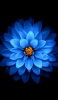 📱正面から撮影した青い花 iPhone 6s 壁紙・待ち受け