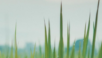 📱朝露のついた緑の草 iPhone 7 壁紙・待ち受け