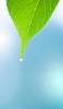 📱緑の葉と水滴 iPhone 6 壁紙・待ち受け