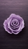 📱板の上の紫の薔薇 iPhone 6 壁紙・待ち受け