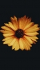 📱正面から撮影した黄色い花 iPhone 6s 壁紙・待ち受け