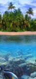 📱熱帯魚と海 iPhone11の壁紙・待ち受け