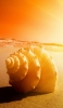 📱浜辺で見つけた綺麗な貝殻 iPhone XR 壁紙・待ち受け