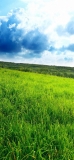 📱光射す青空と緑の草原 iPhone XR 壁紙・待ち受け