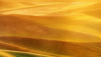 📱黄色と緑色が交わる風景 iPhone 11 壁紙・待ち受け