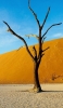 📱砂漠の枯れた木 iPhone 11 壁紙・待ち受け