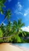 📱綺麗な海と椰子の木 iPhone XR 壁紙・待ち受け