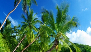 📱綺麗な海と椰子の木 iPhone XR 壁紙・待ち受け