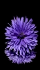 📱紫の花 iPhone 11 壁紙・待ち受け
