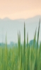 📱緑草と淡い色の背景 iPhone 11 壁紙・待ち受け