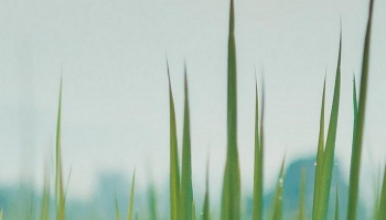 📱緑の草と背景 iPhone XR 壁紙・待ち受け