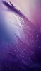 📱綺麗な紫の濡れた草 iPhone XR 壁紙・待ち受け