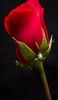 📱赤い花のクローズアップ 宝石 iPhone XR 壁紙・待ち受け