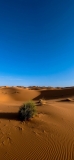 📱サハラ砂漠と草 iPhone XR 壁紙・待ち受け