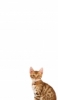 iPhone 13 Pro Maxの猫の壁紙・待ち受け 人気ランキング【高画質】