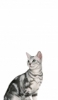 iPhone 13 猫の壁紙・待ち受け 人気ランキング【高画質】
