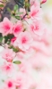 📱淡いピンクの桜 4月 iPhone 13 mini 壁紙・待ち受け