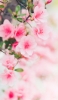 📱淡いピンクの桜 4月 Zenfone 8 壁紙・待ち受け