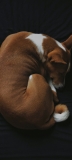 📱黒いベッドの上で寝る犬 バセンジー Redmi Note 10 Pro 壁紙・待ち受け