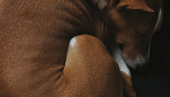 📱黒いベッドの上で寝る犬 バセンジー iPhone 13 Pro 壁紙・待ち受け