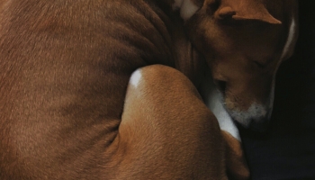 📱黒いベッドの上で寝る犬 バセンジー iPhone 12 Pro Max 壁紙・待ち受け