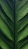 📱綺麗な緑の葉っぱのクローズアップ iPhone 12 mini 壁紙・待ち受け
