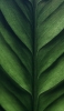 📱綺麗な緑の葉っぱのクローズアップ Galaxy A51 5G 壁紙・待ち受け