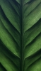 📱綺麗な緑の葉っぱのクローズアップ iPhone 12 壁紙・待ち受け