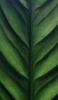 iPhone 13 Pro Maxの植物の壁紙・待ち受け 人気ランキング【高画質】