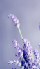 📱綺麗な紫のラベンダー 接写 iPhone 13 mini 壁紙・待ち受け