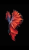 📱綺麗な赤い魚 iPhone SE (第3世代) 壁紙・待ち受け