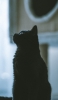 📱斜め上を見つめる黒猫 Galaxy A51 5G 壁紙・待ち受け