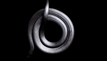 📱とぐろを巻いた黒い蛇 ブラック・マンバ Galaxy A51 5G 壁紙・待ち受け