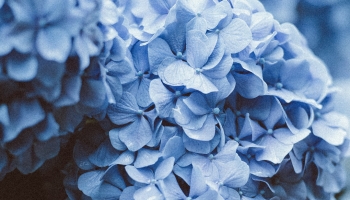 📱綺麗な水色の紫陽花 6月 Zenfone 8 壁紙・待ち受け