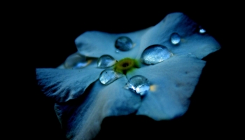 📱綺麗な水滴のついた水色の花 Mi Note 10 Lite 壁紙・待ち受け