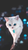 📱木の上を歩く青い目の白い猫 iPhone SE (第2世代) 壁紙・待ち受け