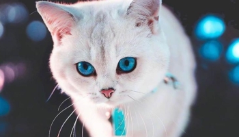 📱木の上を歩く青い目の白い猫 iPhone SE (第2世代) 壁紙・待ち受け