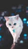 📱木の上を歩く青い目の白い猫 iPhone 6 壁紙・待ち受け