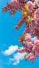 📱綺麗な青空とピンクの桜 iPhone 13 mini 壁紙・待ち受け