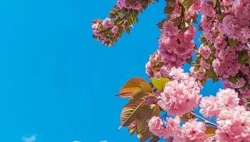 📱綺麗な青空とピンクの桜 Mi Note 10 Lite 壁紙・待ち受け