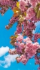 📱綺麗な青空とピンクの桜 Galaxy A41 壁紙・待ち受け