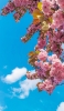 📱綺麗な青空とピンクの桜 iPhone 12 壁紙・待ち受け