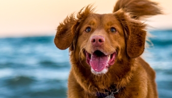 📱波打ち際を走る茶色の犬 イギリス パガム Redmi Note 10 Pro 壁紙・待ち受け