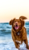 📱波打ち際を走る茶色の犬 イギリス パガム Galaxy S21 5G 壁紙・待ち受け