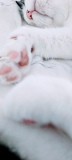 📱寝ている白い猫の肉球 Galaxy S21 5G 壁紙・待ち受け