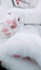 📱寝ている白い猫の肉球 iPhone 13 Pro Max 壁紙・待ち受け