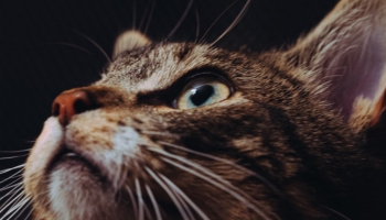 📱上を見つめる凛とした表情の猫 Galaxy A51 5G 壁紙・待ち受け